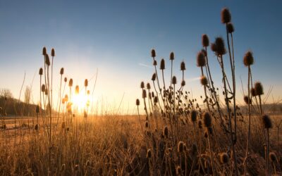 Effective Strategies for Invasive Species Removal on Your Property