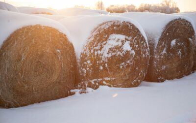 The Benefits of Mulching Before Winter: Preparing Your Land for Cold Weather